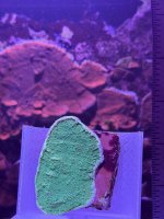 Season Greetings Montipora.JPEG