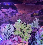 Tubbs Stellata montipora.JPEG
