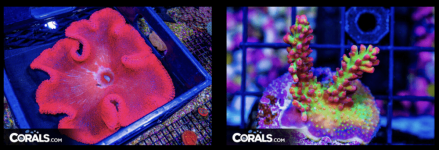 Screenshot 2026-03-02 at 3.52.21 PM.png