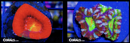 Screenshot 2026-03-02 at 3.52.27 PM.png