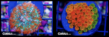 Screenshot 2026-03-02 at 3.52.34 PM.png