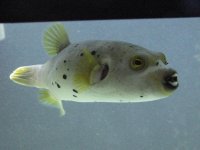 DogFace Puffer.jpg