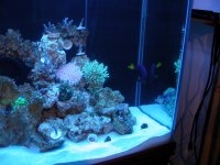 new fish 022.jpg