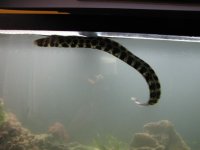 Snowflake Eel out in the open.jpg