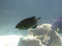 Dusky Wrasse.jpg