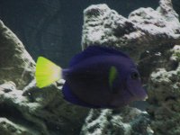 Leola's Purple Tang.jpg