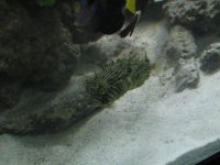 Spiny Box Puffer.jpg