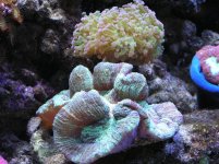 Green Open brain and small frog spawn.jpg