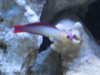 IMG_0983.jpg