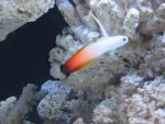 IMG_0984.jpg