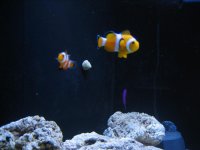 IMG_0993.jpg