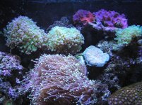 Large frogspwans.jpg