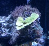 combo rock green plate and orange clove.jpg