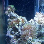 hammer and frog spawn.jpg