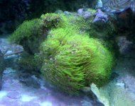 green star pylop rock .jpg