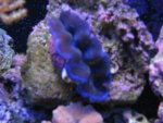 Top Down 10-21-2007 Actinics 006_640x480.jpg