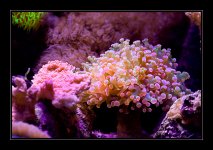 Aquarium_July26_08.JPG