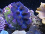 Top Down 10-21-2007 Actinics 030_640x480.jpg