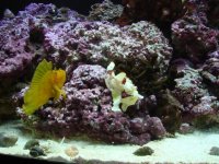 fish 1.jpg
