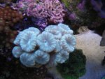 Top Down 10-21-2007 Actinics 043_640x480.jpg
