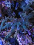 Top Down 10-21-2007 Actinics 054_360x480.jpg