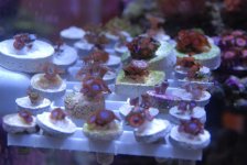 frag for sale 002.jpg