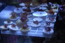 frag for sale 001.jpg