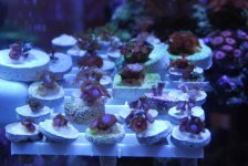 frag for sale 003.jpg