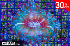 Untitled design(6).png