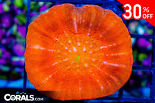 Untitled design(7).png