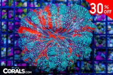 Untitled design(9).png