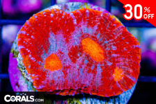 Untitled design(10).png