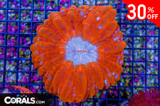 Untitled design(11).png