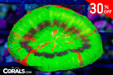 Untitled design(12).png