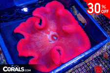 Untitled design(13).png