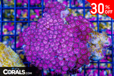 Untitled design(14).png