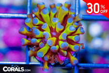 Untitled design(15).png