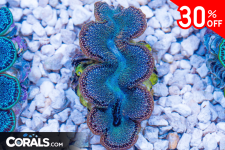 Untitled design(16).png