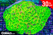 Untitled design(17).png