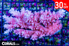 Untitled design(18).png