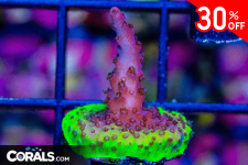 Untitled design(20).png