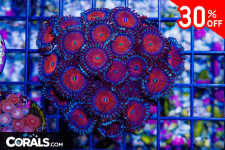 Untitled design(21).png