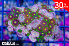 Untitled design(24).png