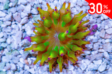 Untitled design(25).png