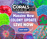 3.26 new coral.png