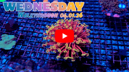 Walkthrough 04.01.26(1).png