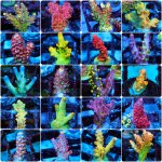 incollage_save 81.JPG