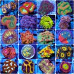 incollage_save 82.JPG