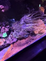 Torch Mother colony.JPEG