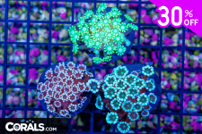 Untitled design(27).png